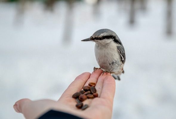 Раменский городской парк приглашает раменчан отметить Международный день птиц