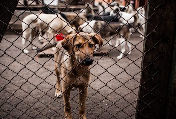 Современный подход Программы регулирования численности бесхозяйных животных