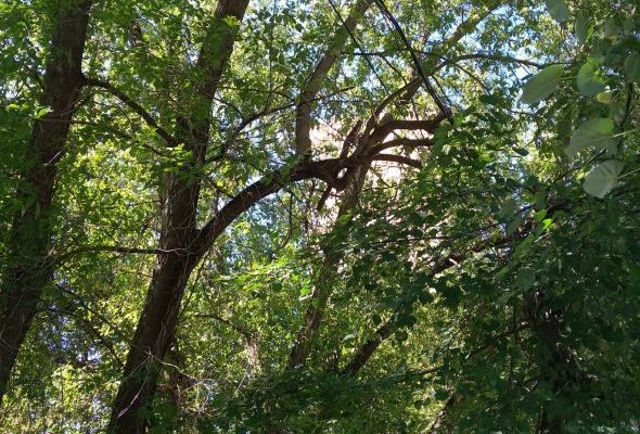 В Раменском очищают электрические провода от веток деревьев