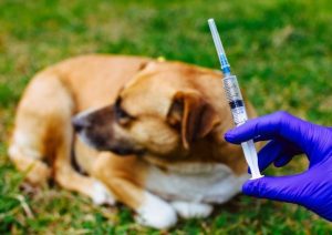 В Раменском округе продолжается бесплатная вакцинация домашних животных