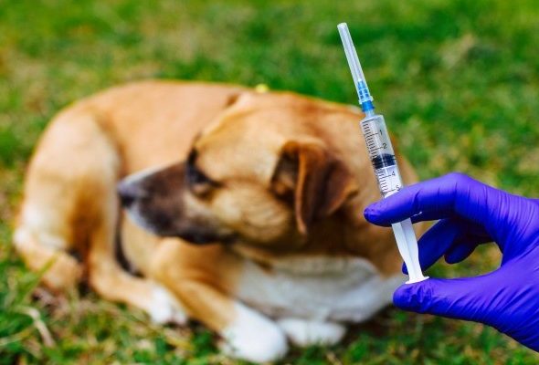 В Раменском округе продолжается бесплатная вакцинация домашних животных