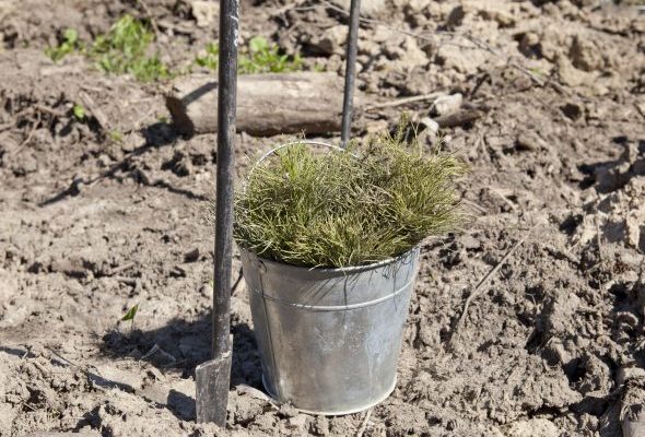 Раменский округ примет участие в акции «Наш лес. Посади свое дерево»