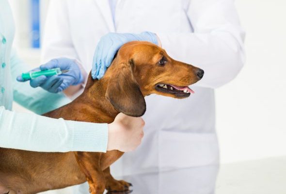 В Раменском округе отмечены случаи бешенства домашних животных