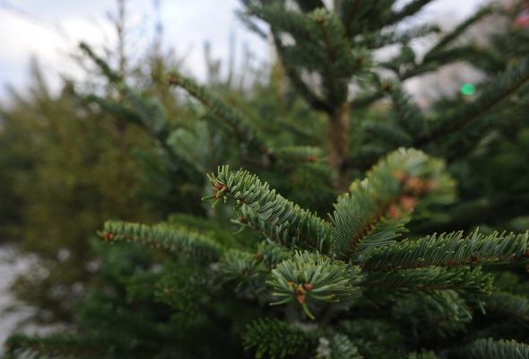 Елочные базары работают в Раменском округе