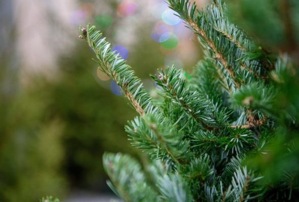 В Раменском откроются два пункта приёма новогодних деревьев в рамках акции «Подари ёлке вторую жизнь»