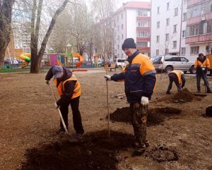Пять новых кленов высадили во дворе на ул.Гурьева у дома 8 в рамках акции «Лес Победы» 30 апреля
