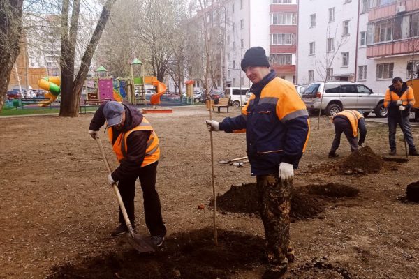 Пять новых кленов высадили во дворе на ул.Гурьева у дома 8 в рамках акции «Лес Победы» 30 апреля