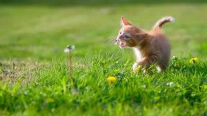 Ветеринарная станция проведет вакцинацию от бешенства в населенных пунктах