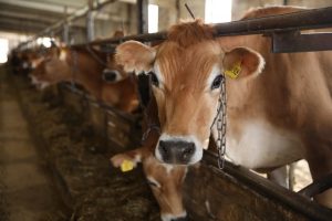 АО Племзавод «Ульянино» получил господдержку