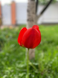 25 июня на территории усадьбы Быково состоится цветочный фестиваль