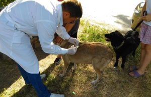 В Раменском округе продолжают бесплатную вакцинацию животных от бешенства