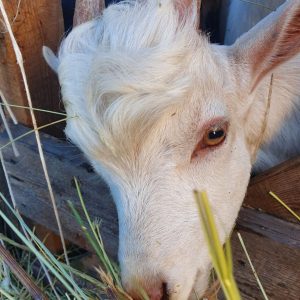 Два земельных участка площадью более 65 га предоставлено семейной ферме в Раменском