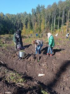 В Раменском округе высадят более 3500 сеянцев сосны