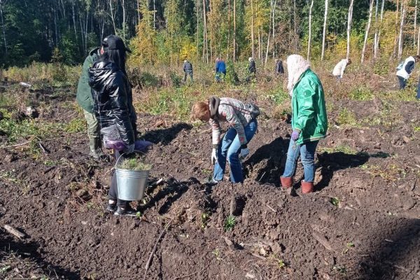 В Раменском округе высадят более 3500 сеянцев сосны