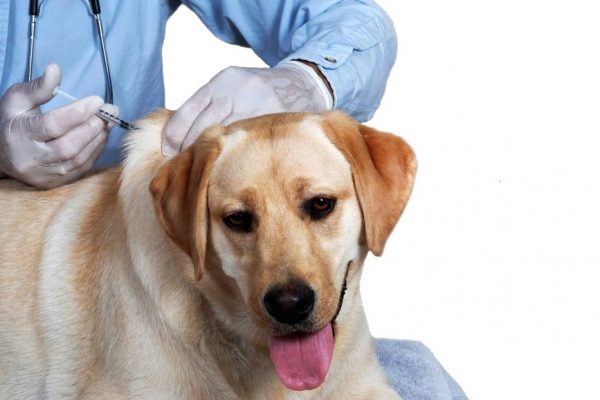Вакцинацию домашних животных против бешенства проводит госветслужба в Раменском округе