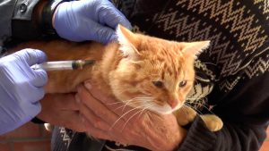 В Раменском округе выявлены домашние животные с подозрением на бешенство