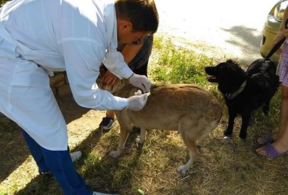 Животное с подозрением на бешенство выявлено в Раменском округе