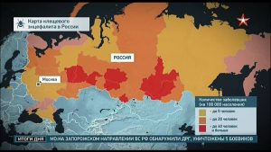 Май-июнь — пик клещевого энцефалита