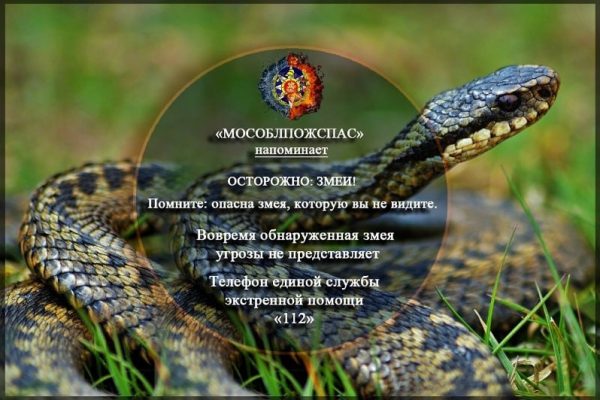 «Мособлпожспас» напоминает: Осторожно, змеи!