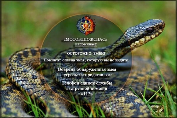 Спасатели ГКУ МО «МОСОБЛПОЖСПАС» напоминают основные правила действий при встрече с ядовитыми змеями