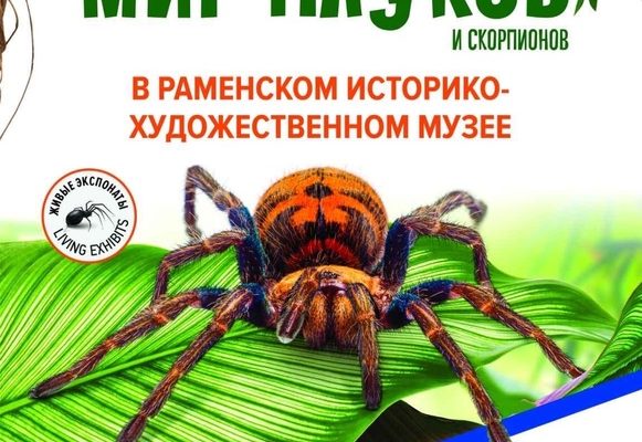 «Удивительный мир пауков» — живая выставка  в Раменском историко-художественном музее