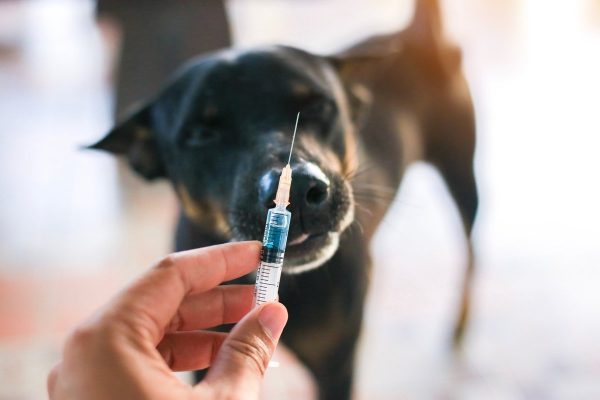 Государственной ветеринарной службой продолжается выездная вакцинация мелких домашних животных против бешенства