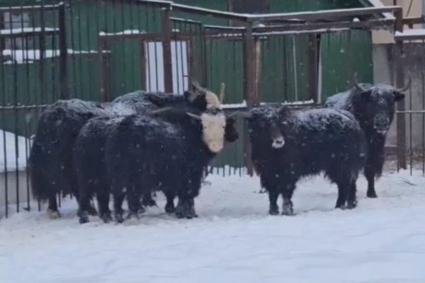 Малыши яки приехали в Раменское￼