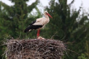 Проверки организации питания в образовательных учреждениях продолжают в Раменском округе