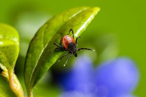 Роспотребнадзор напоминает о предстоящем сезоне активности клещей и рекомендует сделать прививку