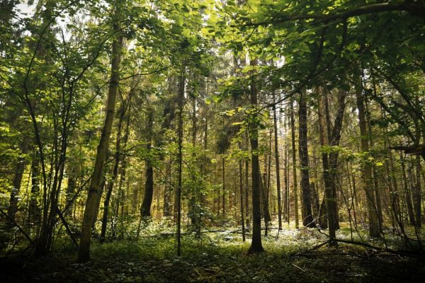 Посещение некоторых лесов Подмосковья ограничено: почему?