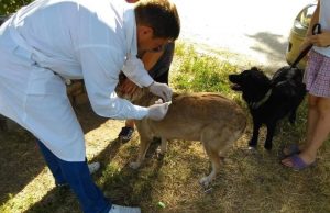 Бесплатная вакцинация мелких домашних животных продолжается в Раменском округе