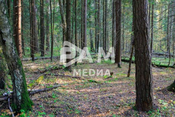 В Подмосковье ввели ограничение на пребывание в лесах