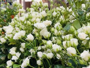 Пять миллионов роз к Международному женскому дню вырастят в Раменском