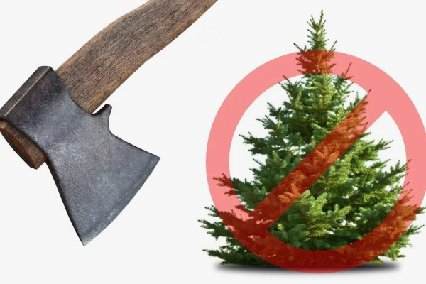 Берегите леса Подмосковья: стартует операция «Ёлочка»